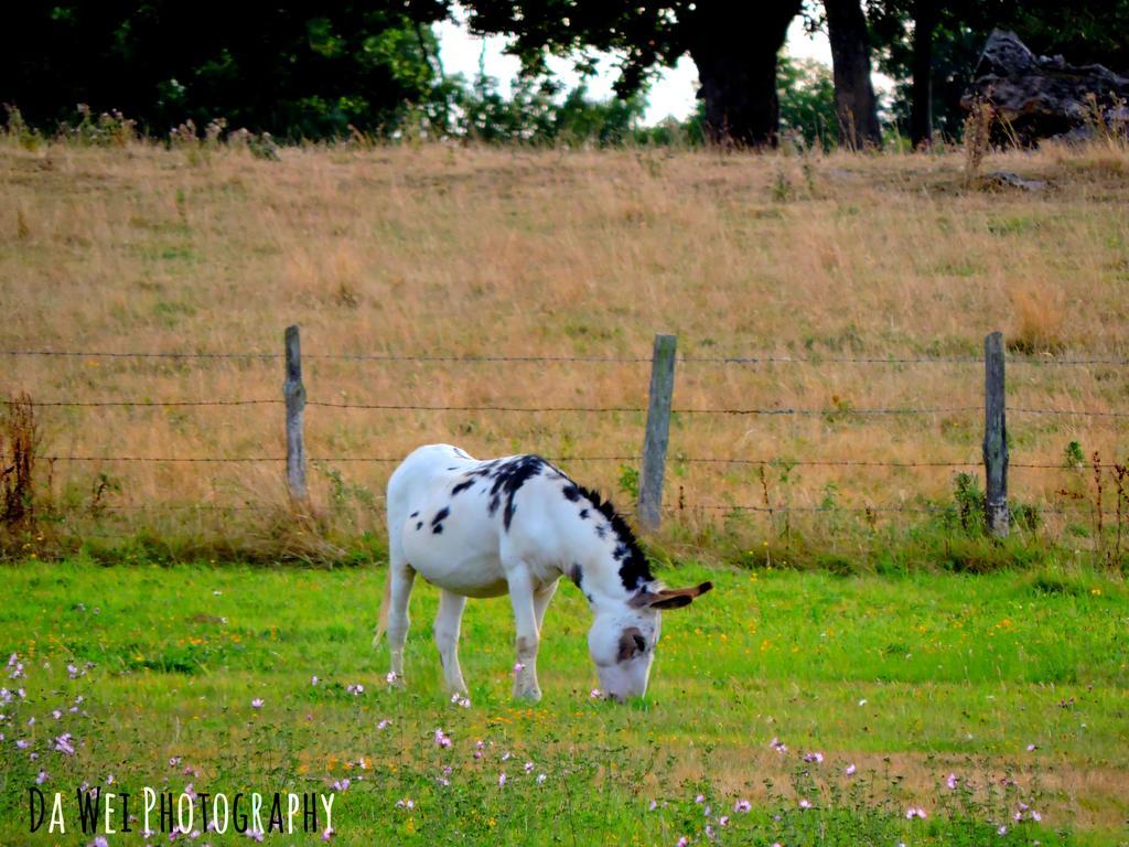 Gite Dans Les Alpes Mancelles Gesnes-le-Gandelin エクステリア 写真